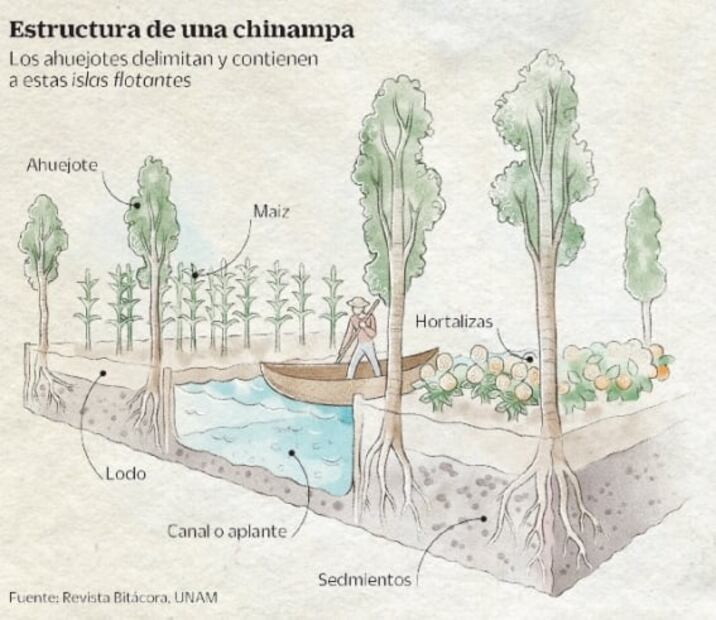 Ahuejotes, los viejos guardianes de las chinampas