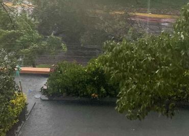 Lluvia derriba árbol en Cuautitlán Izcalli; cae sobre cableado eléctrico