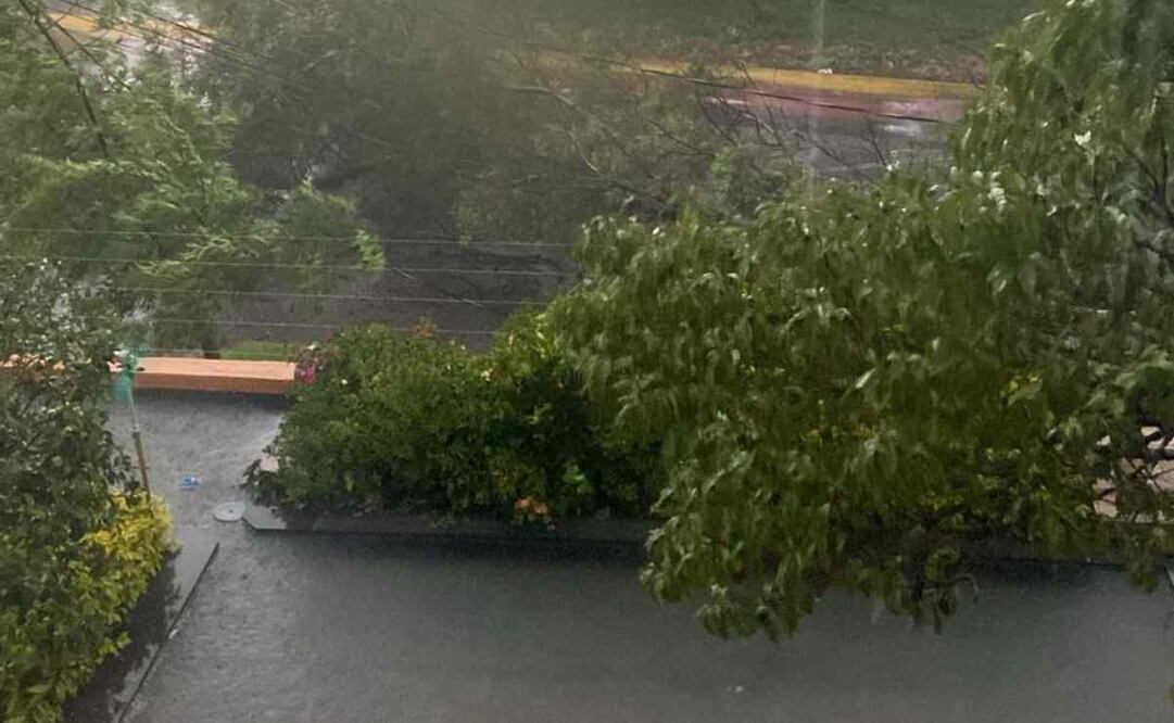 El incidente ocurrió sobre el Circuito Bosques de Bohemia, y debido a las dimensiones del árbol, cayó encima de cableado eléctrico. Foto: Especial