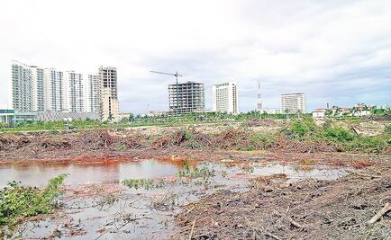 Ordenan a Semarnat restaurar los manglares en Malecon Tajamar