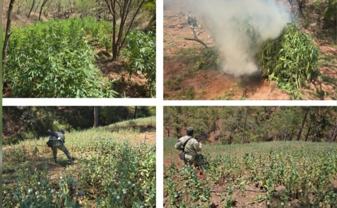 Ejército destruye sembradíos de marihuana y amapola en Badiraguato, Sinaloa; aseguran cultivos en zona serrana. Foto: Especial