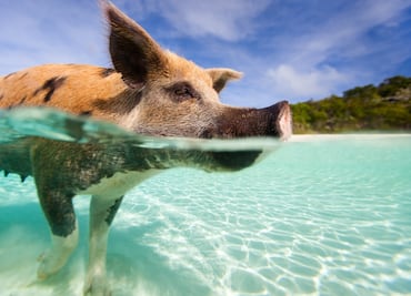 10 razones para viajar a Bahamas al menos una vez