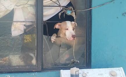Así era el lugar donde mataban perros para venderlos en tacos en Tultitlán