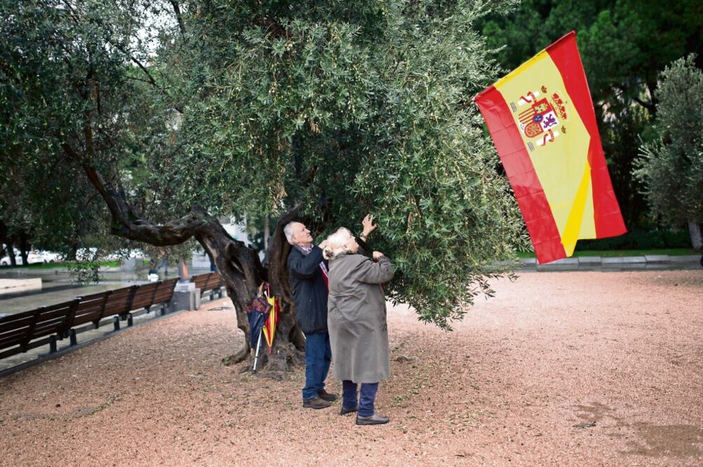 Una pareja intenta colgar la bandera de España de un olivo en la Plaza de Colón, en la capital española, en medio de la crisis por el referéndum de Cataluña. (FRANCISCO SECO. AP)