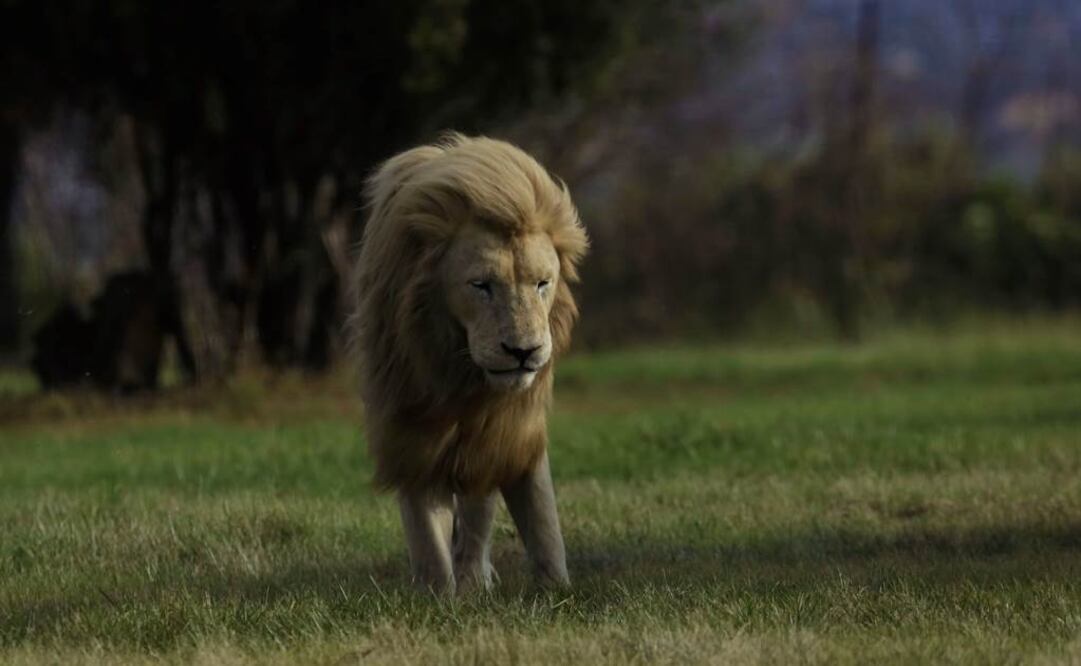 El cazador participó el pasado 6 de julio en una cacería nocturna en el Parque Nacional de Hwange, en el oeste de Zimbabue (Foto: AP/Archivo - Sólo ilustrativa)