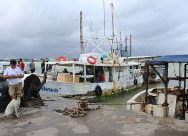 Pescadores yucatecos resignados, con baja captura de pulpo