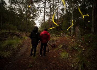 3 lugares para ver luciérnagas cerca de CDMX