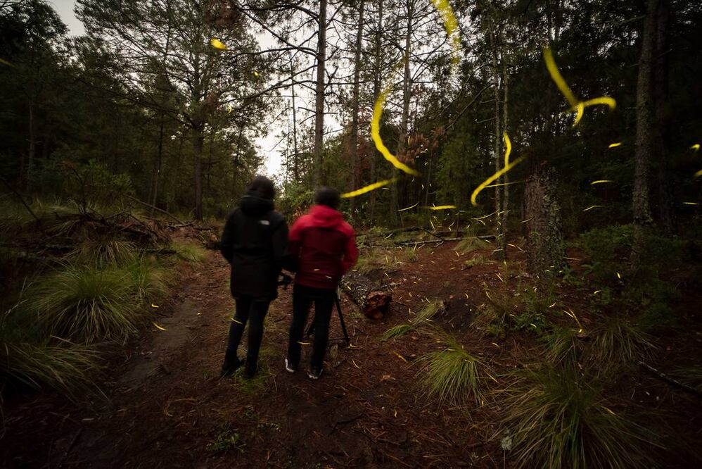 Foto: Canto del Bosque