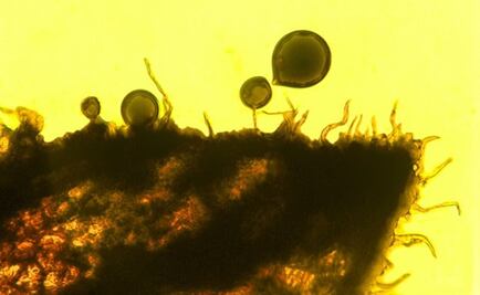 ¿A qué olían las flores de la prehistoria? 