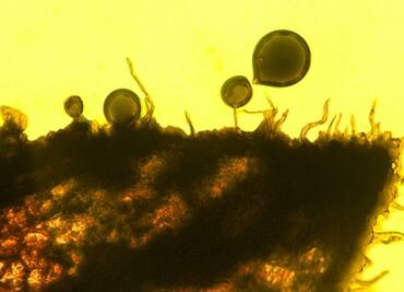 ¿A qué olían las flores de la prehistoria?