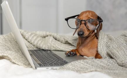 Descubre la raza de perro más inteligente, según la ciencia