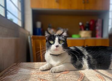 Día Internacional del Gato: ¿Qué alimento es mejor para los "michis" y por qué?