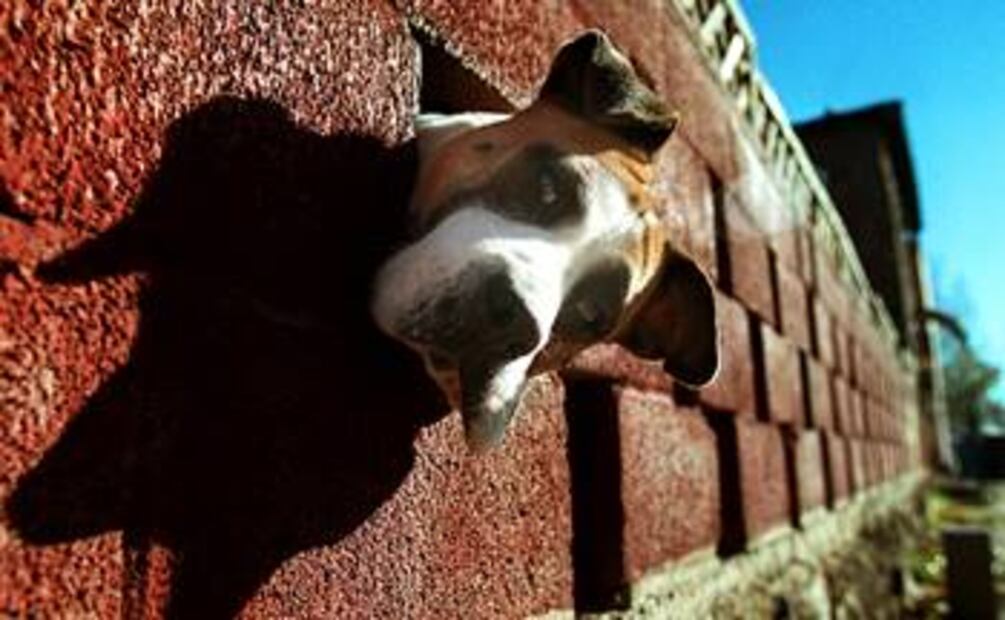 ¿Tienes una mascota? Cuídala así ante la ola de calor