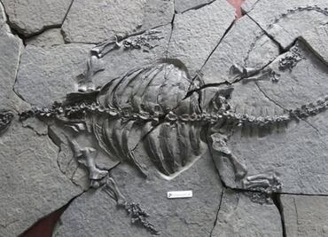 El fósil de una tortuga sin caparazón que desconcierta a los científicos
