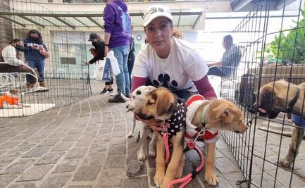 Haz feliz a un lomito, Metepec lanza campaña de adopción