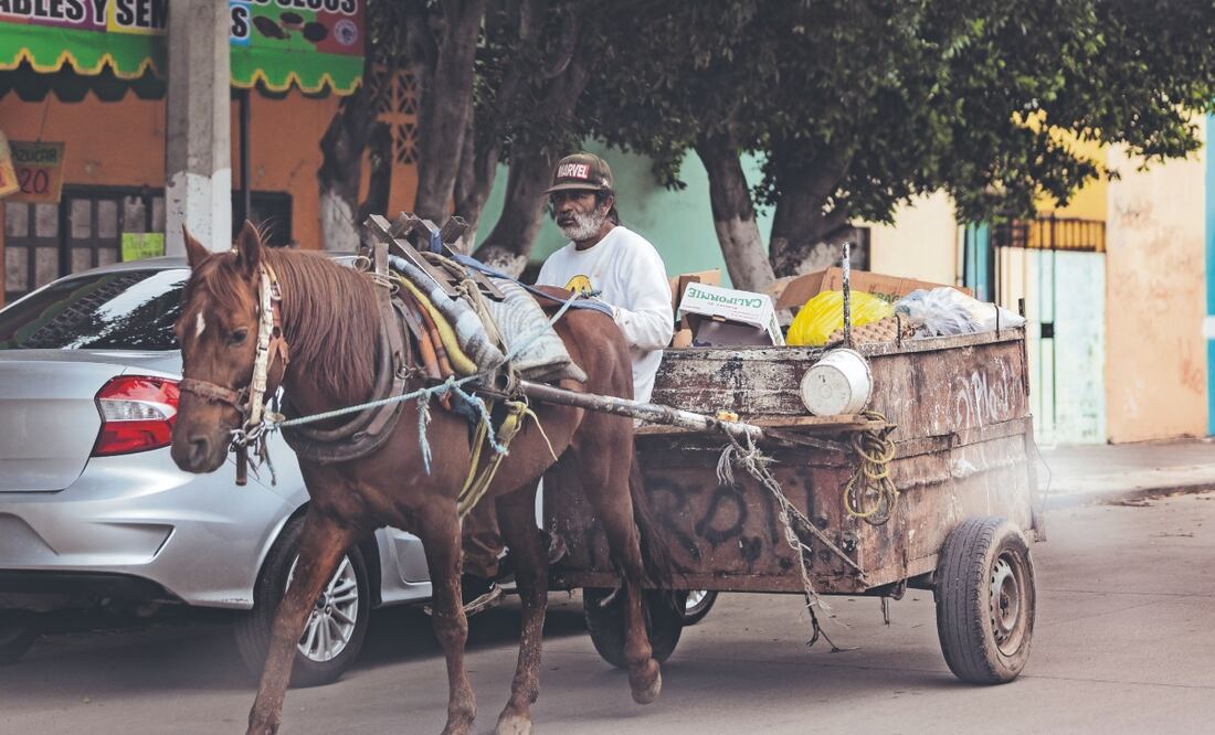 Ixtapaluca es uno de los municipios del oriente del Edomex que aún utilizan carretas jaladas por caballos para recoger la basura. Foto: Hugo Salvador/ EL UNIVERSAL