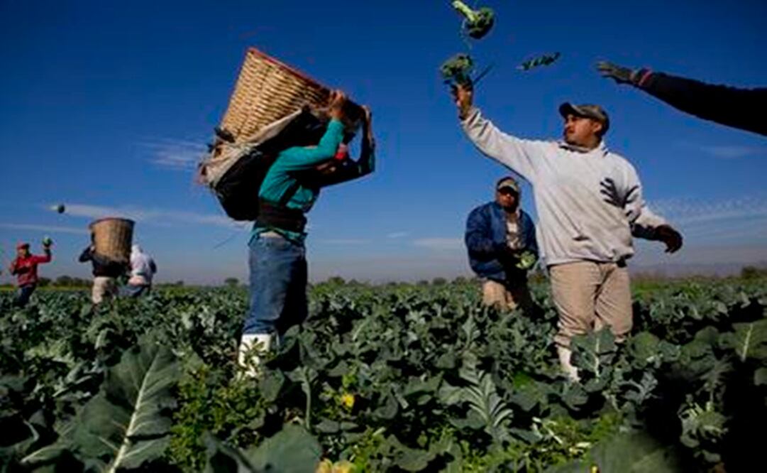 Day laborers harvest broccoli in the Mezquital Valley, Hidalgo - Photo: Rebecca Blackwell/AP