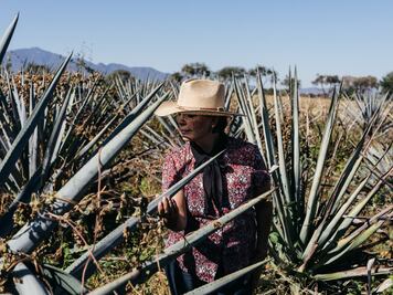 Experiencias para celebrar el Día Internacional del Tequila en la CDMX