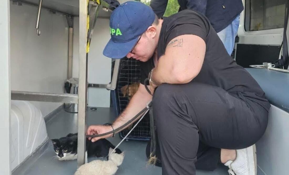 Rescate de perros y gatos que estaban siendo maltratados. Foto: Especial
