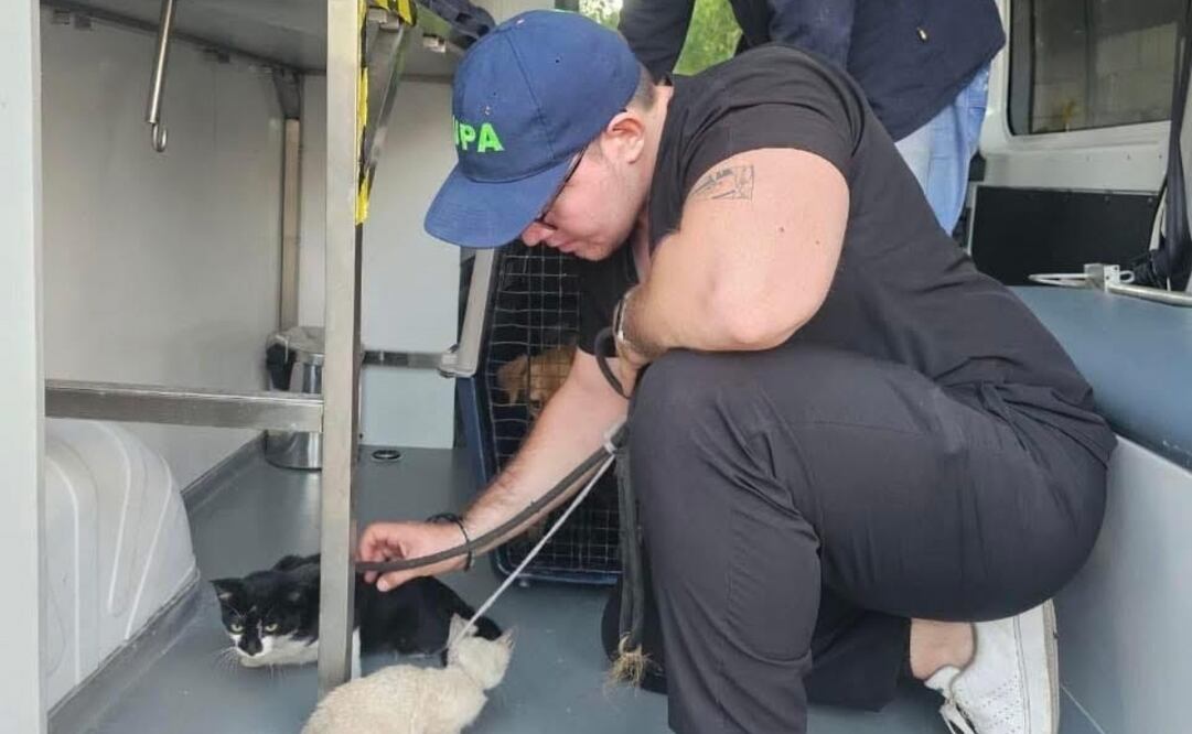 Rescate de perros y gatos que estaban siendo maltratados. Foto: Especial