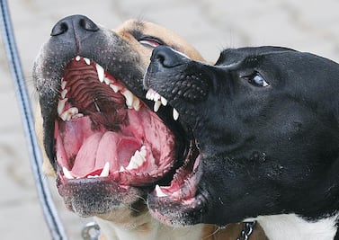 CFE gasta 93 mil pesos para evitar que sus trabajadores sean mordidos por perros