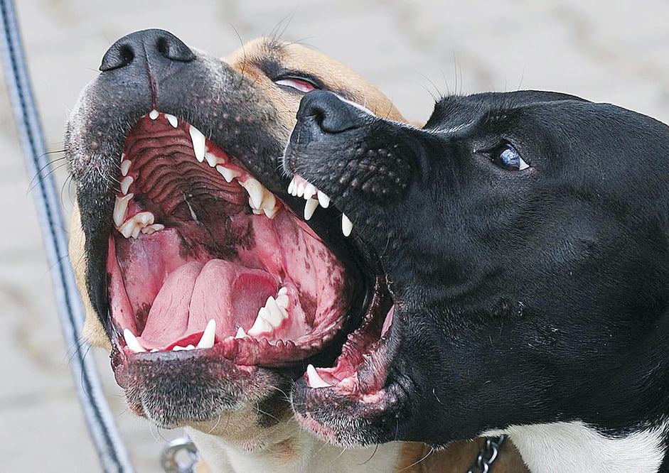 Foto: Archivo/EL GRÁFICO