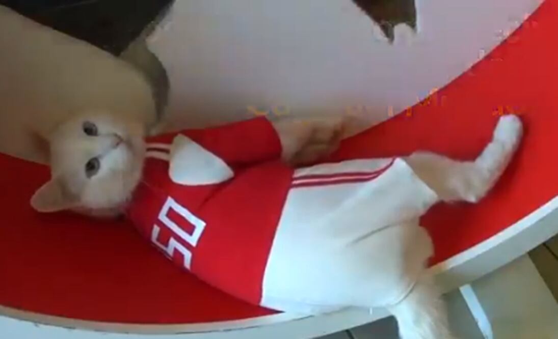 Foto: Captura de pantalla