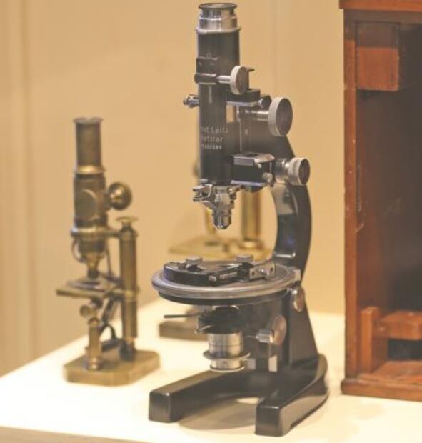 Entre ciencia y arte, 150 años de cuidar la Historia Natural