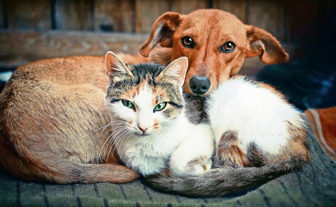 During cold weather, domestic animals are likely to take shelter on trees, markets, and churches, though they also tend to lie down under cars - Photo: File photo/EL UNIVERSAL