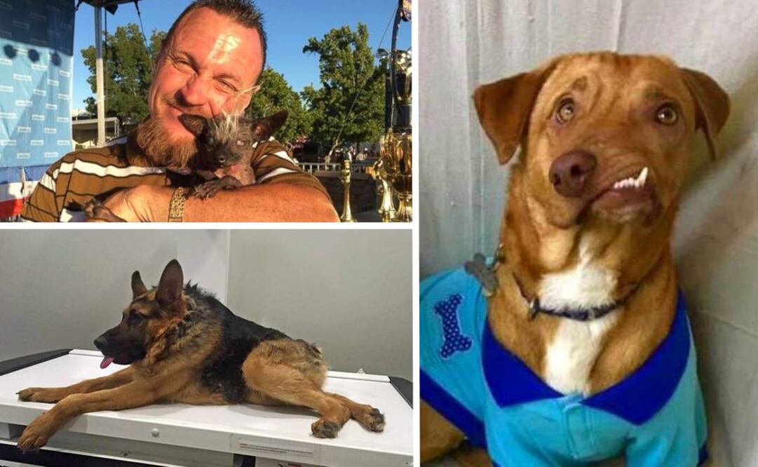 Los perros "feos" que han robado miles de corazones