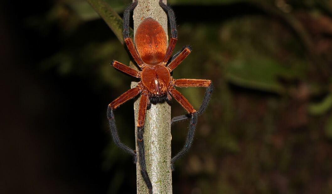 La Araña Cangrejo. Foto: EFE/Pedro Peñaherrera, Archivo EL UNIVERSAL.