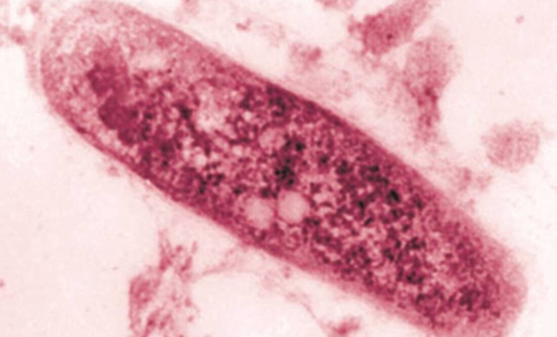 El análisis de estas cepas remiten a un ancestro común originado en el este de África. Foto: Archivo