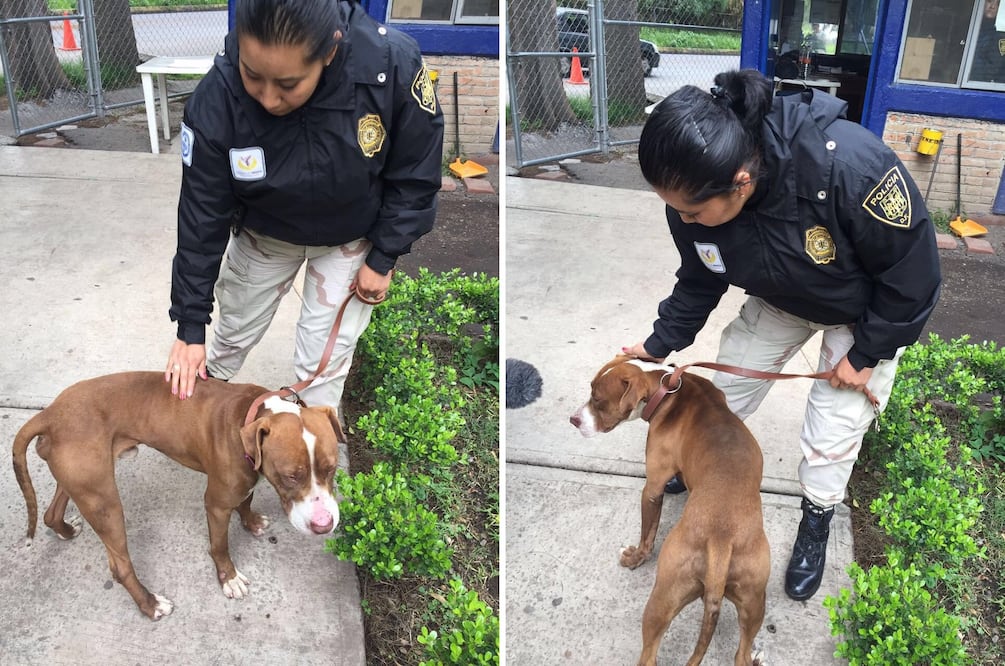 Fotos: tomadas de @SSP_CDMX