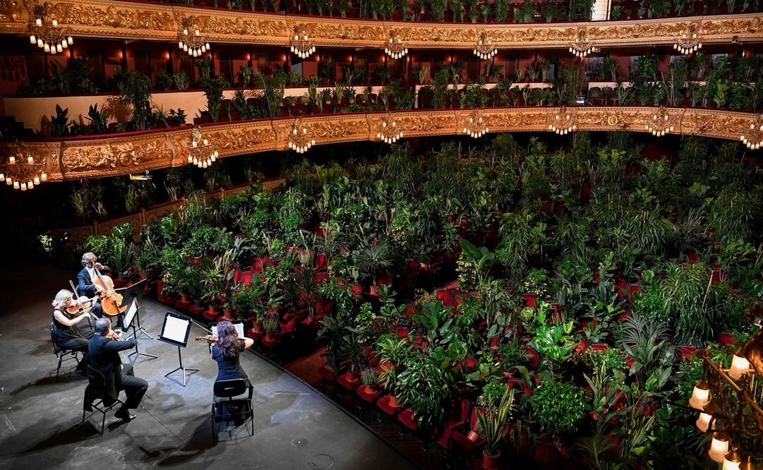 Todas las plantas serán donadas a profesionales sanitarios que trabajaron durante los últimos meses para frenar el nuevo coronavirus (Foto: AFP)