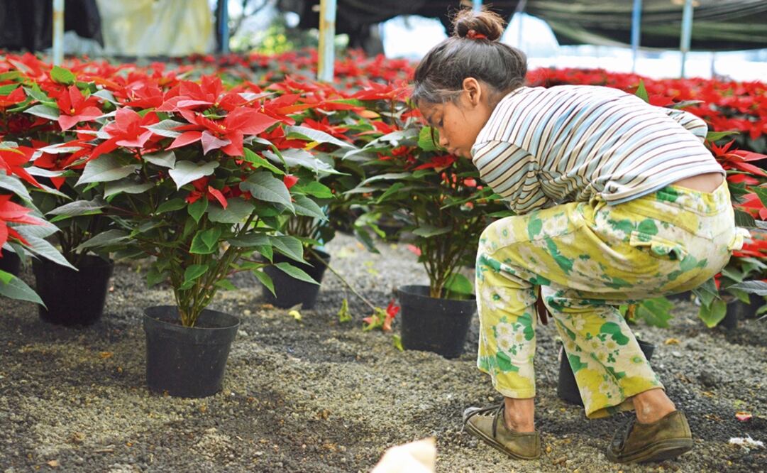 The cultivation of poinsettias is more efficient in systems for protected agriculture, such as greenhouses, shadecloth, and micro-tunnels - Photo: Carlos Arrieta/EL UNIVERSAL