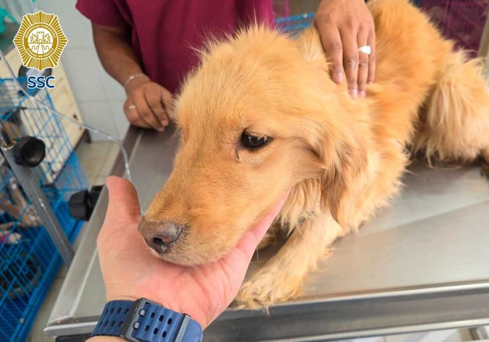 Hallan decenas de perros muertos en predio de Topilejo; rescatan a una perrita en estado crítico. Foto: Especial