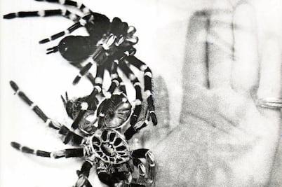 Un espectáculo de la naturaleza