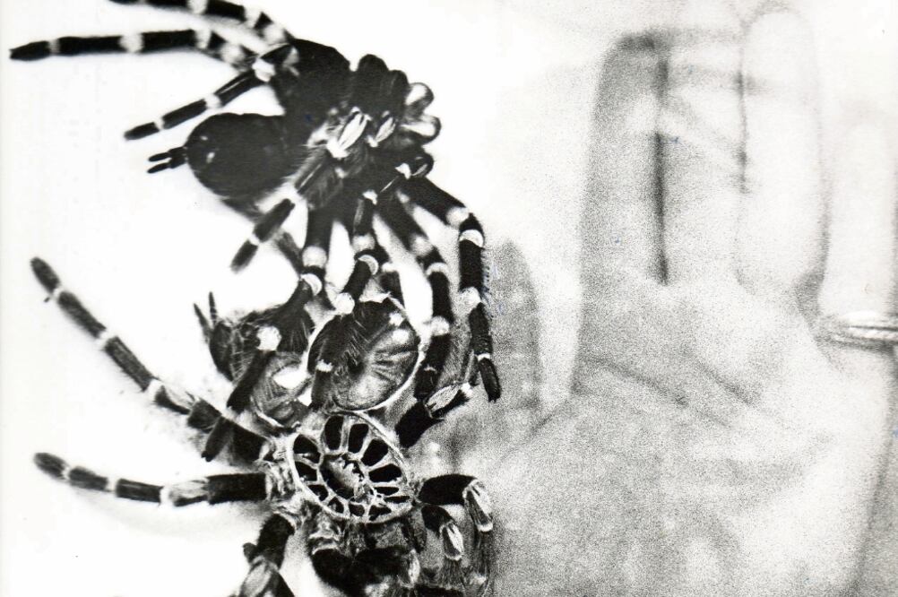 Un espectáculo de la naturaleza