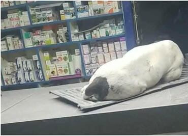 Muere perrito en Sonora luego de que niños le detonaran un cohete en el hocico; familia de los responsables se negó a pagar el veterinario