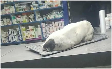 Muere perrito en Sonora luego de que niños le detonaran un cohete en el hocico; familia de los responsables se negó a pagar el veterinario