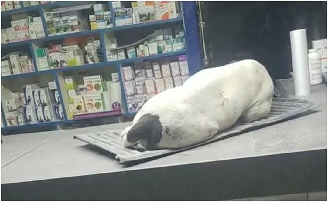 El perrito se llamaba Cornelio y murió por fracturas y otras lesiones tras la detonación de un cohete en su hocico (4/01/2025). Foto: Especial