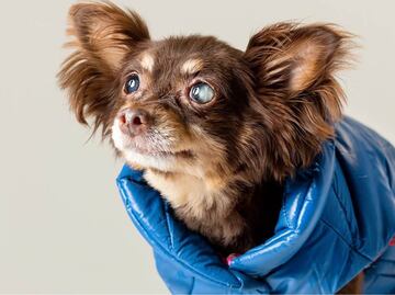 Descubre los mejores cuidados para perros ciegos