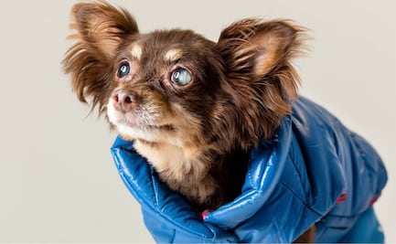 Descubre los mejores cuidados para perros ciegos