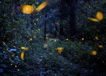 3 places to see fireflies near Mexico City