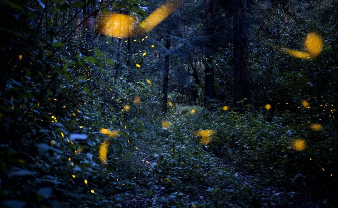 There are five eco-tourism centers distributed throughout 494 acres of forest that make up the Firefly Sanctuary of Nanacamilpa - Photo: Hilda Ríos/EFE