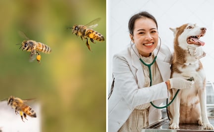 ¿Qué se celebra el 17 de agosto?; conoce las efemérides más destacadas del día