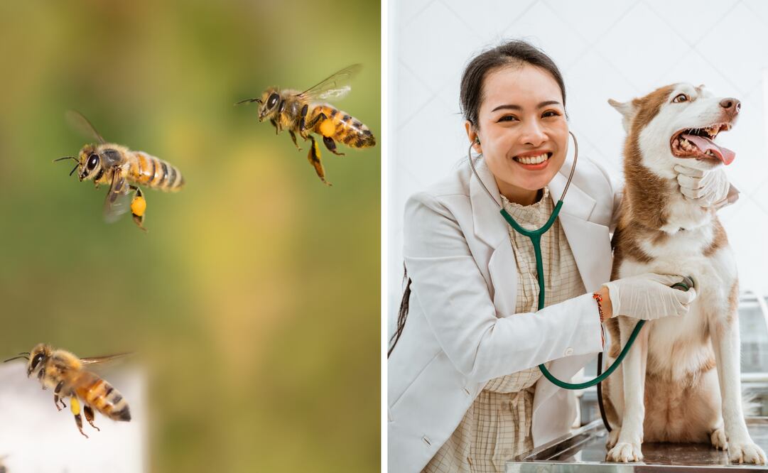 Conoce las efemérides de este 17 de agosto. Foto: Canva