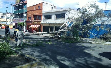 Continúan fallas en Trolebús por árboles caídos