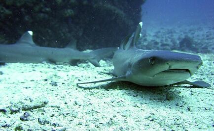 Cierran temporalmente playa de Florida tras dos ataques de tiburones