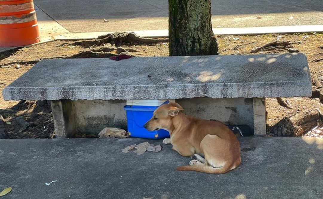 Este perrito vigila el banco donde su dueño murió esta mañana en el Centro Médico, en Río Piedras. Foto: El Nuevo Día